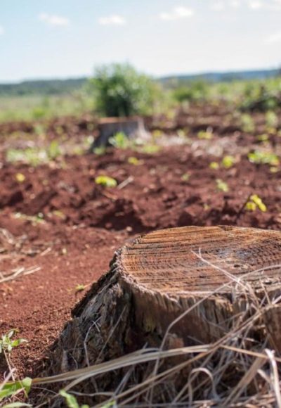 Los dueños del agronegocio en la Argentina